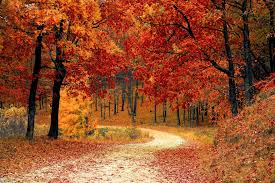 Autumn Fall Path