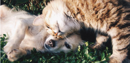 Cat and dog playing