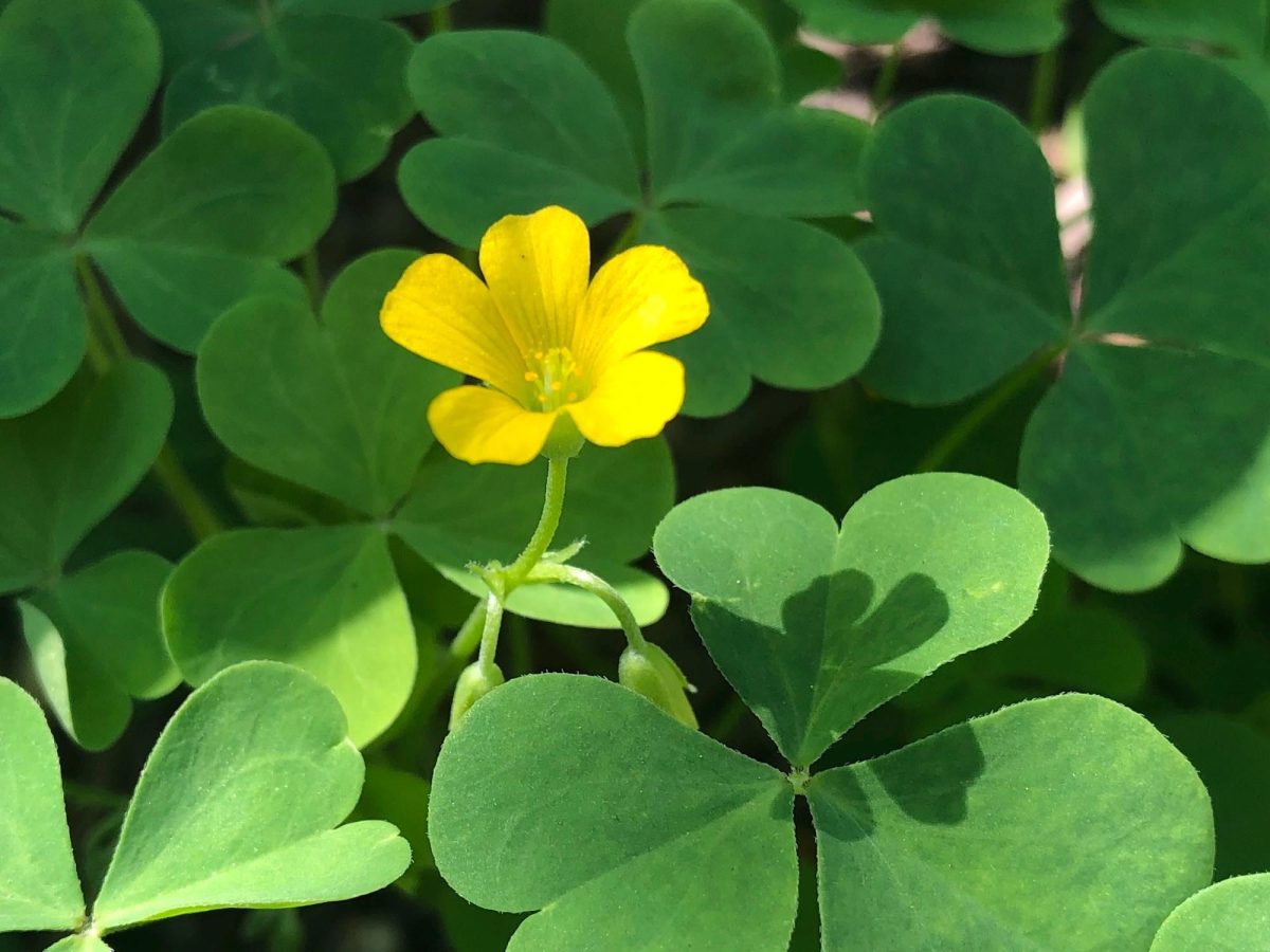 A budding lemon clover